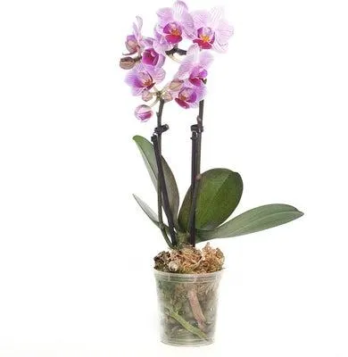 Mini Vlinderorchidee 2 tak (Phalaenopsis) roze D 6 H 17 cm
