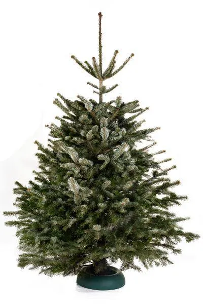 Nordmannspar (Abies nordmanniana) gezaagd 150-200 cm