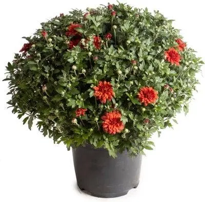 Bolchrysant (Chrysanthemum) rood D 19 H 45 cm