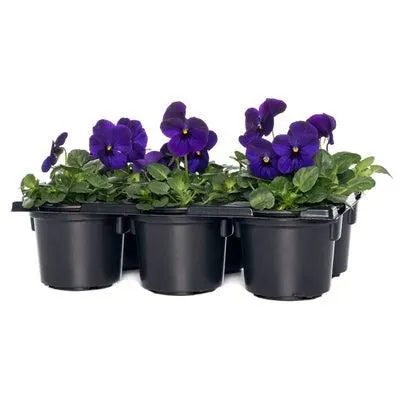 Hoornviooltje sixpack (Viola cornuta) D 9 H 10 cm