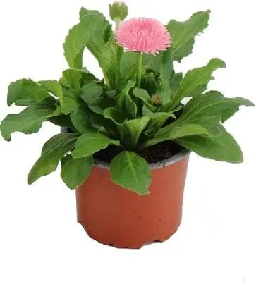 Madeliefje (Bellis perennis 'Roggli Rose') D 10,5 H 15 cm