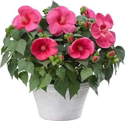 Chinese roos (Hibiscus) D 23 H 60 cm