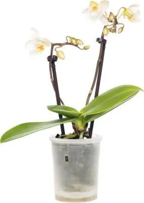 Vlinderorchidee (Phalaenopsis 'Little Lady') D 6 H 18 cm