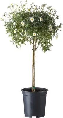 Struikmargriet op stam (Argyranthemum frutescens) D 14 H 40 cm