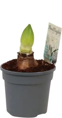 Amaryllis (Hippeastrum 'Alfresco') D 13 H 25 cm