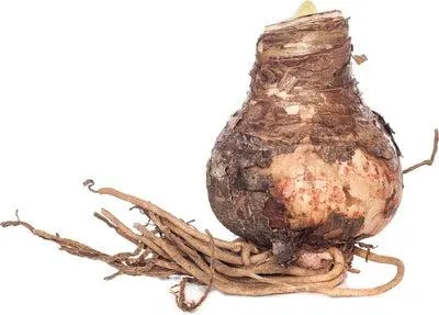 Florex Amaryllis (Hippeastrum) roze 30/32