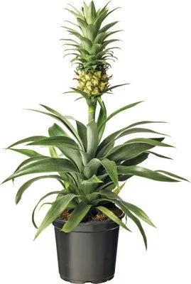 Ananasplant (Bromelia ananas 'Mi Amigo') D 12 H 40 cm