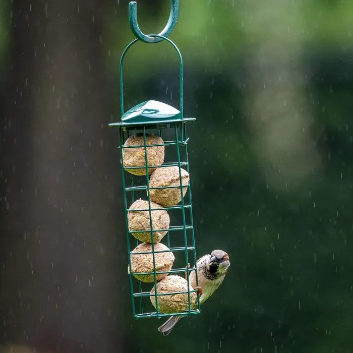 Vetbollen met insectenvet - 6 stuks