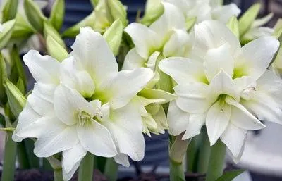 Florex Amaryllis (Hippeastrum) meerkleurig 28/30