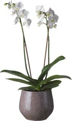 Biologische Vlinderorchidee (Phalaenopsis) D 12 H 60 cm