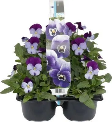 Hoornviool (Viola cornuta) sixpack licht paars D 9 H 10 cm
