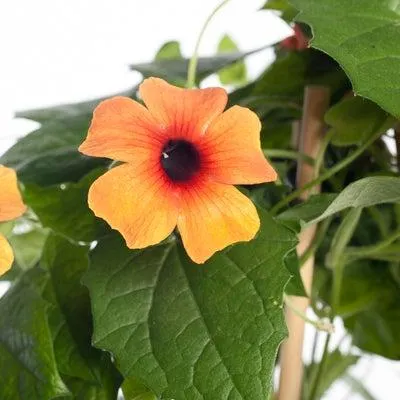 Suzanne met de mooie ogen (Thunbergia) D 19 H 80 cm