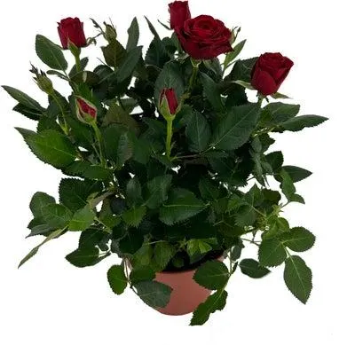 Potroos (Rosa 'Roma Dolc'Amore') rood D 14 H 32 cm