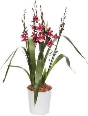 Cambria-orchidee (Cambria 'Barrocco') rood D 12 H 45 cm