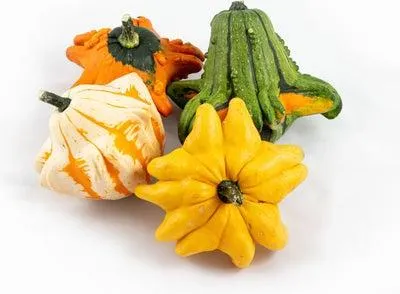 Sierkalebas (Cucurbita 'Gizmo') D 14 cm