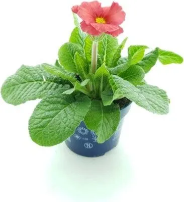 Sleutelbloem (Primula elatior ´Stella Salmon Red´) D 12 H 25 cm