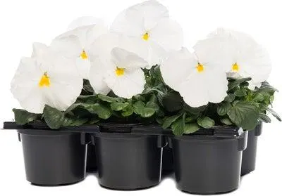 Viooltje (Viola F1) sixpack wit D 9 H 10 cm