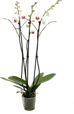 Vlinderorchidee 3 tak (Phalaenopsis) wit D 12 H 55 cm