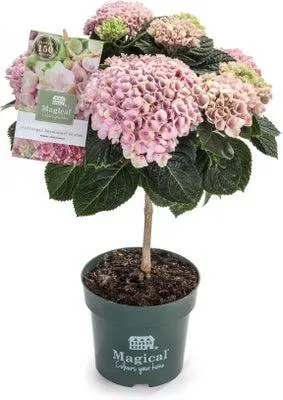 Hortensia op stam (Hydrangea macrophylla 'Magical Revolution') roze D 14 H 45 cm