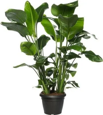 Paradijsvogelplant (Strelitzia nicolai) D 35 H 150 cm