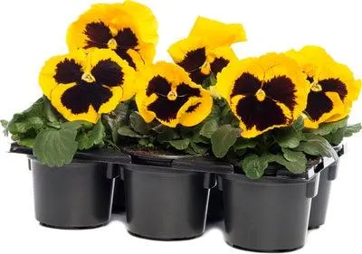 Viooltje (Viola F1) sixpack geel met oog D 9 H 10 cm