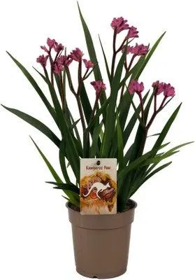 Kangoeroepootje (Anigozanthos) roze D 12 H 40 cm