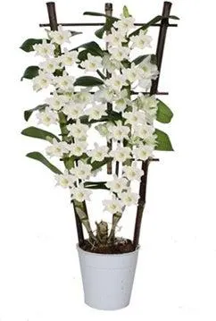Bamboe orchidee op rek (Dendrobium nobile 'Apollon') D 12 H 50 cm