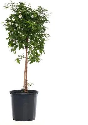 Nachtschade op stam (Solanum rantonetti 'Charles White') D 19 H 75 cm