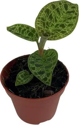 Juweelorchidee (Macodes petola 'Jewel Orchid') D 6 H 8 cm