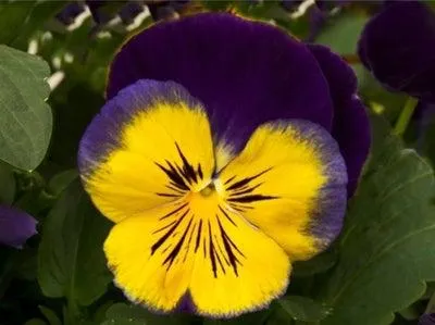 Viooltje (Viola F1) sixpack geel blauw D 9 H 10 cm