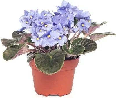 Kaaps viooltje (Saintpaulia 2-kleurig mix) D 12 H 20 cm