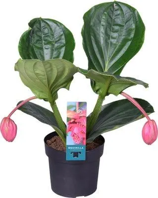 Medinilla (Medinilla magnifica 'Flamenco') D 17 H 40 cm