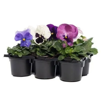 Viooltje sixpack (Viola F1) D 9 H 10 cm