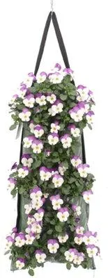 Wandhanger met Hoornviool (Viola cornuta 'Persian Wing') 50 x 20 cm
