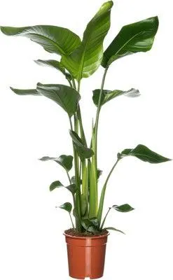 Paradijsvogelplant (Strelitzia nicolai) D 19 H 90 cm
