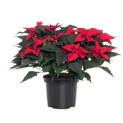 Biologische kerstster (Euphorbia pulcherrima) D 12 H 35 cm
