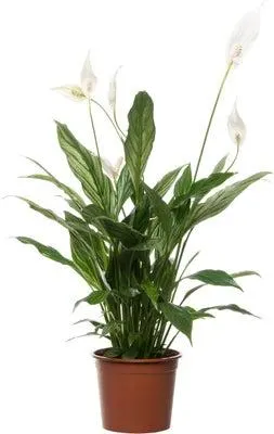 Lepelplant (Spathiphyllum 'Silver Cupido') D 17 H 65 cm
