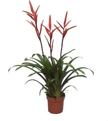 Vriesea (Vriesea 'Elan') D 12 H 60 cm