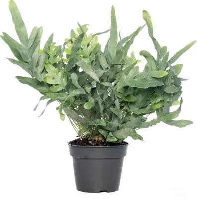 Blauwvaren (Phlebodium aureum 'Blue Star') D 17 H 50 cm