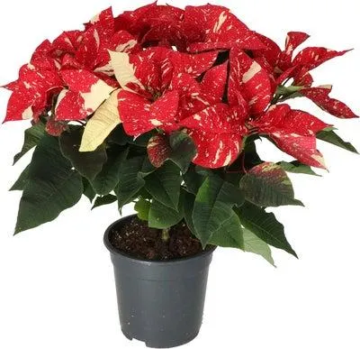 Kerstster (Euphorbia pulcherrima 'Glitter') D 19 H 50 cm