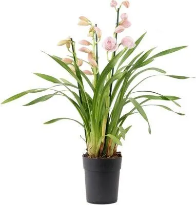 Cymbidium (Cymbidium) lichtroze D 14 H 85 cm