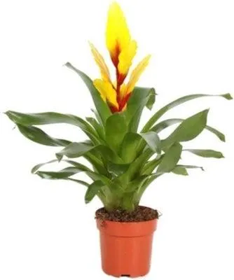 Vriesea (Vriesea 'Intenso yellow') D 12 H 48 cm