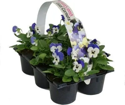 Hoornviool (Viola cornuta) sixpack blauw D 9 H 12 cm