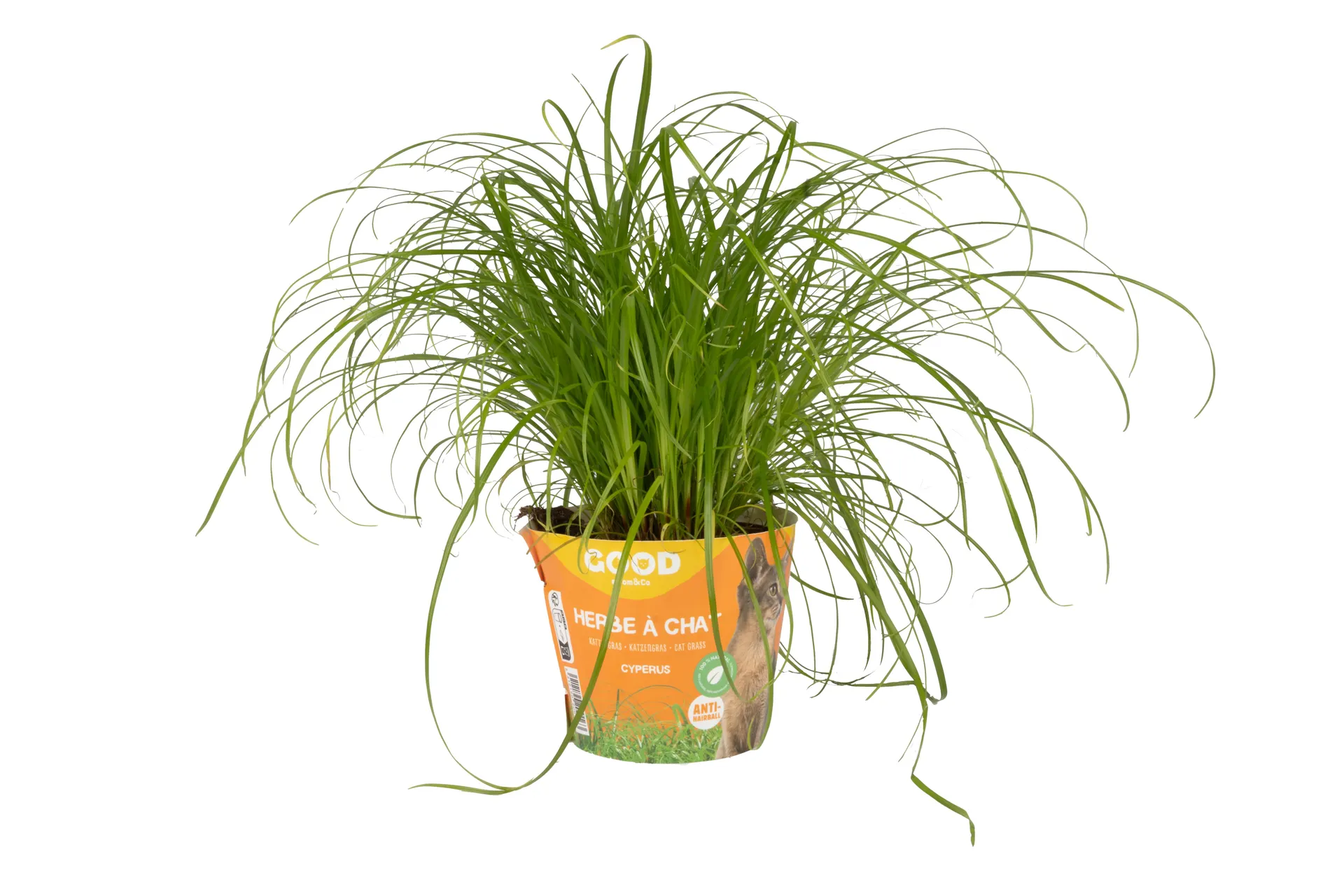Tom&co kattengras cyperus zumula