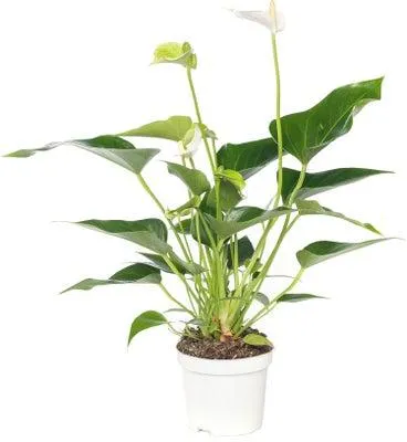 Flamingoplant (Anthurium andreanum 'White Champion') D 9 H 30 cm