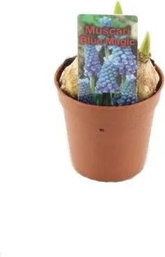Blauw druifje (Muscari armeniacum 'Blue Magic') D 5 H 10 cm