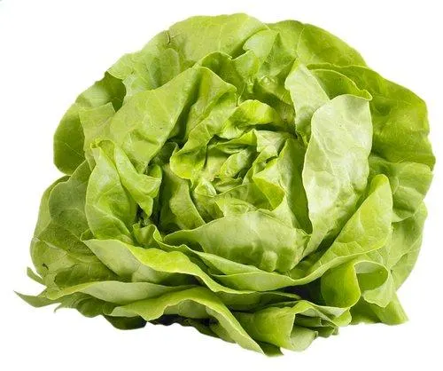 laitue de serre Flandria