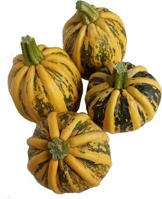 Pompoen (Cucurbita 'kamo kamo') D 12,5 cm