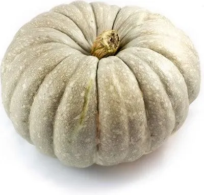 Pompoen (Cucurbita 'Jarrahdale') D 20 cm