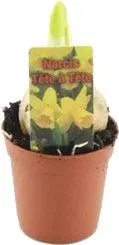 Narcis (Narcissus 'Tete a Tete') D 5 H 10 cm